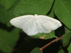 Protitame subalbaria