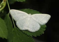 Protitame subalbaria