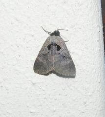 Anoba atriplaga