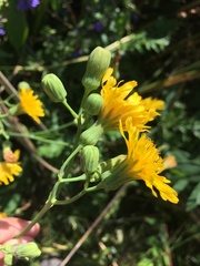 Sonchus arvensis