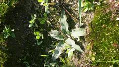 Cyanella