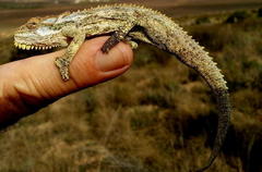 Bradypodion gutturale