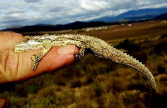 Bradypodion gutturale