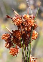 Staberoha distachyos