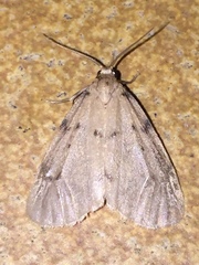Paidia rica