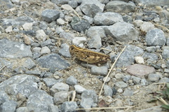 Calliptamus barbarus