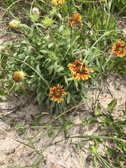 Gaillardia pulchella image