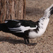 עופות מים - Photo (c) Robin Gwen Agarwal,  זכויות יוצרים חלקיות (CC BY-NC), הועלה על ידי Robin Gwen Agarwal