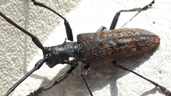 Monochamus maculosus