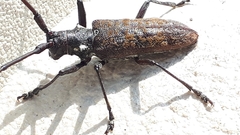 Monochamus maculosus