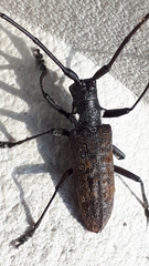 Monochamus maculosus