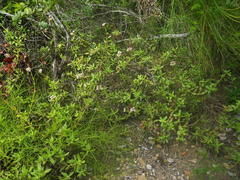 Crassula rubricaulis