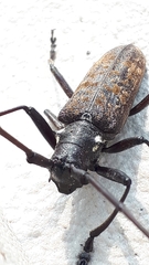 Monochamus maculosus