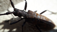 Monochamus maculosus