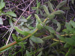 Crassula rubricaulis