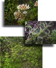 Crassula rubricaulis