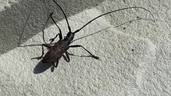 Monochamus maculosus