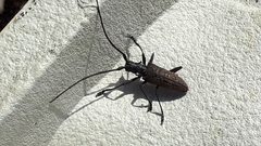 Monochamus maculosus