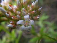 Crassula rubricaulis