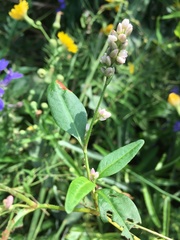 Persicaria