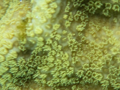 Porites astreoides image