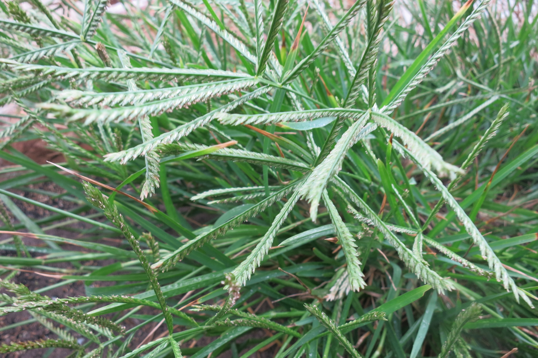 (c) Nanna Joubert, certains droits réservés (CC BY-NC) https://www.inaturalist.org/observations/10969965