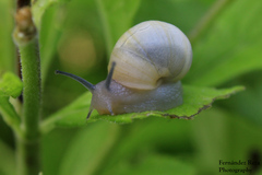 Naesiotus