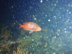 Chrysoblephus laticeps