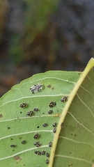 Corythucha juglandis