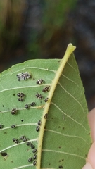 Corythucha juglandis