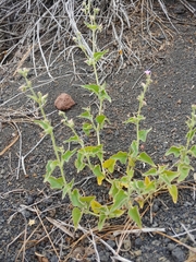 Mirabilis oxybaphoides