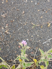 Mirabilis oxybaphoides