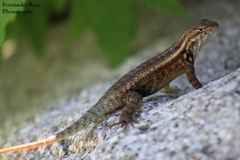 Sceloporus licki