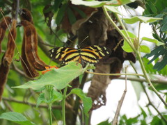 Heliconius ethilla ethilla