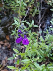 Salvia lycioides