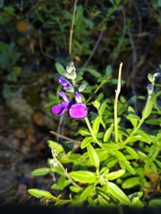 Salvia lycioides