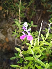 Salvia lycioides