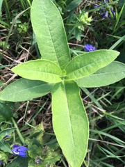 Asclepias syriaca