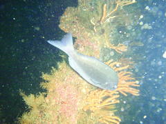 Pachymetopon blochii