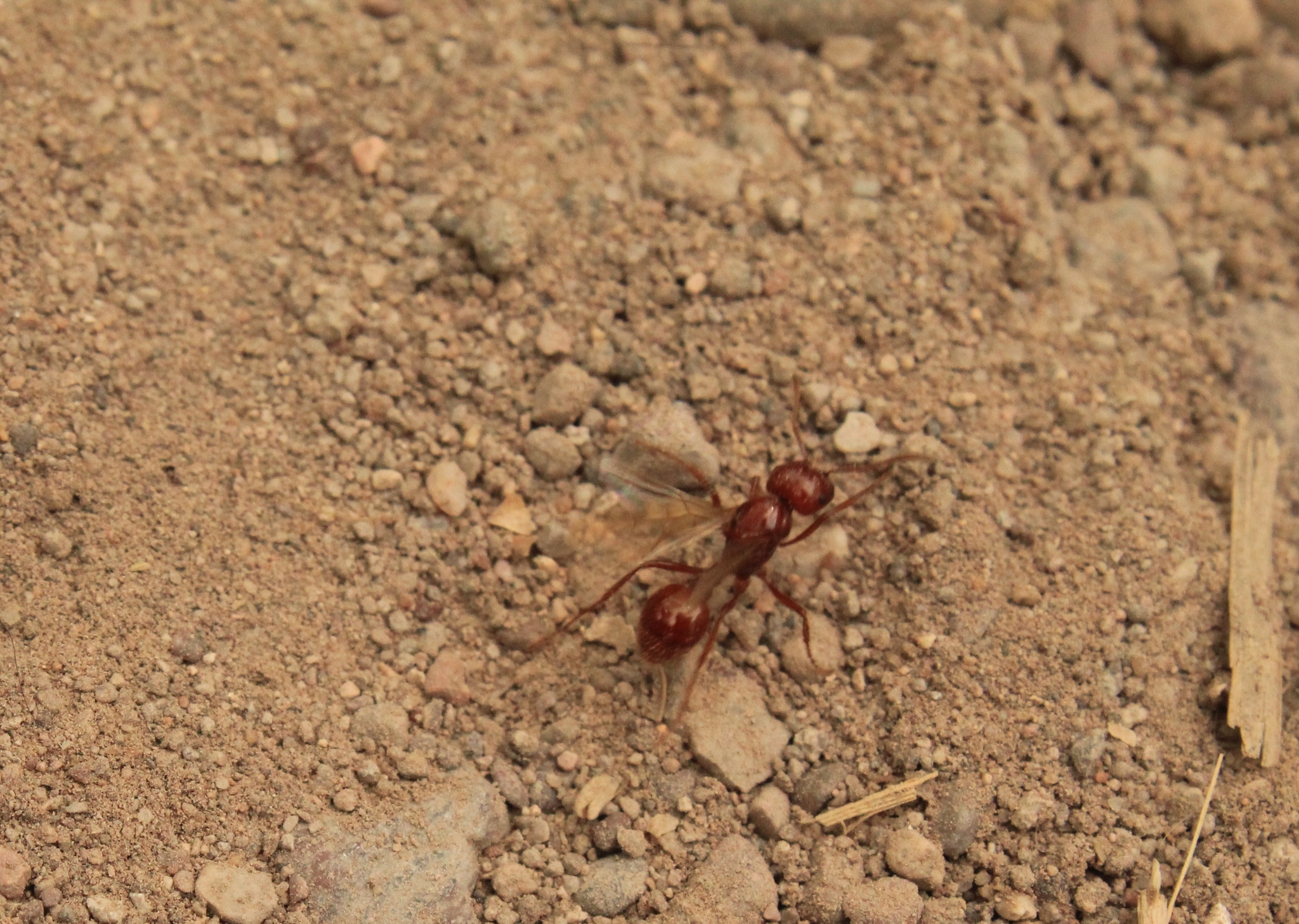 Pogonomyrmex anergismus