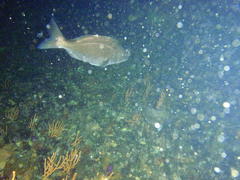 Pachymetopon blochii