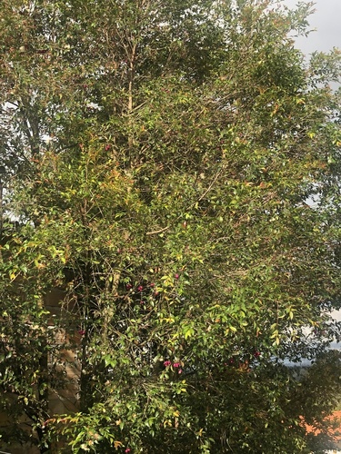 Foto de Gabiroba