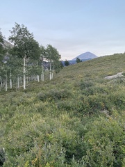 Cervus canadensis canadensis