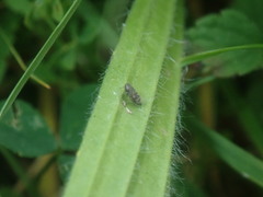 Deltocephalus pulicaris