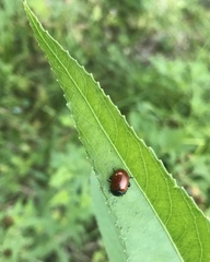 Chrysolina polita