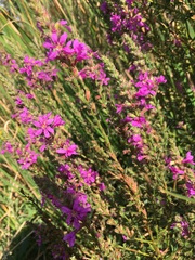 Lythrum salicaria