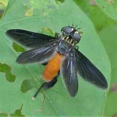 Trichopoda lanipes