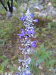 Salvia urolepis