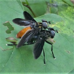 Trichopoda lanipes