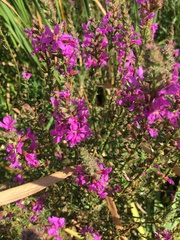 Lythrum salicaria